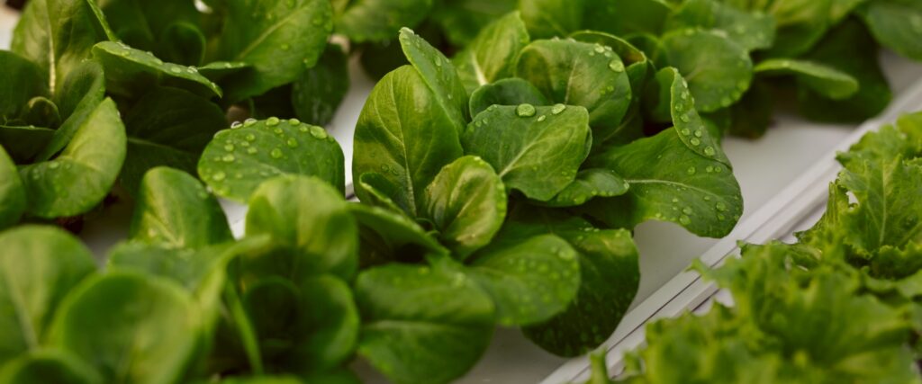 green_sprouts_growing