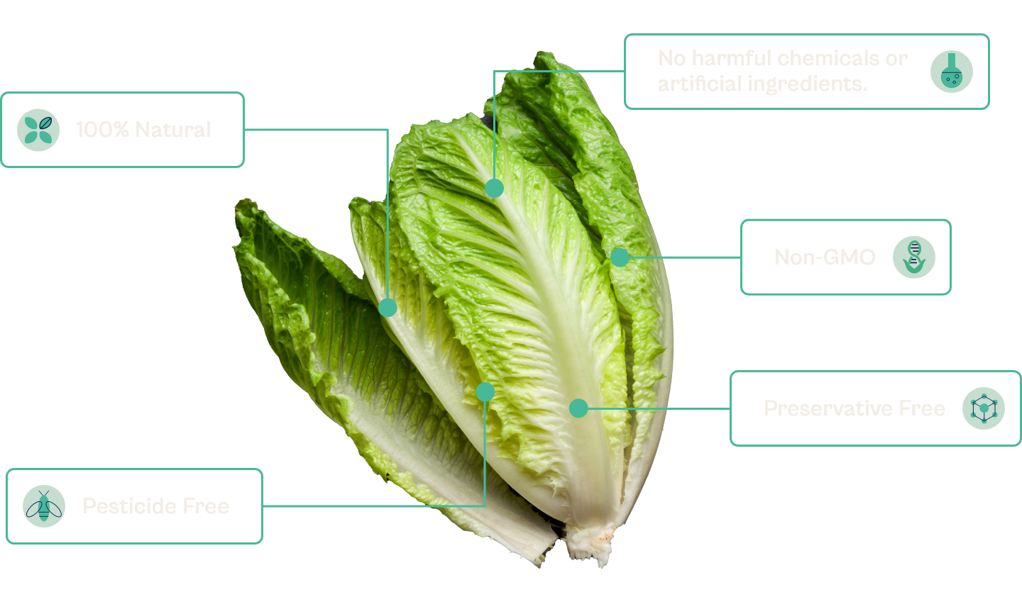 unparalledled_freshness